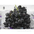 High Nutritional 25mm Currant Fresh Red Grapes Seedless Swe